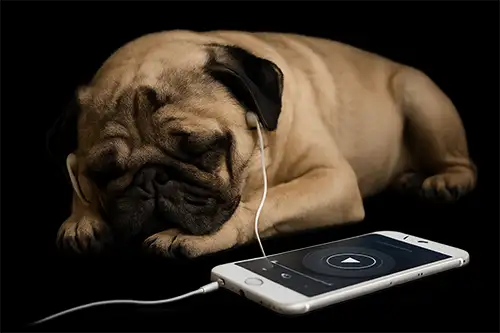 Ein Mops hat Kopfhörer auf und hört ein Hörbuch über sein Smartphone.